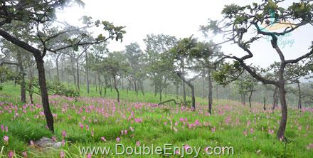 ทัวร์ทุ่งดอกกระเจียว อช.ป่าหินงาม จ.ชัยภูมิ 1 วัน (VAN)