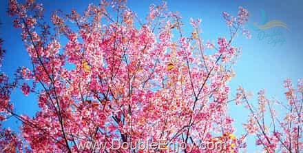 ทัวร์ขุนแม่ยะ ขุนช่างเคี่ยน ซากุระเมืองไทย จ.เชียงใหม่ [พักเต็นท์] 3 วัน 1 คืน (Van)