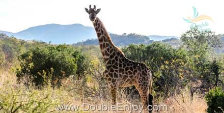 โปรแกรมทัวร์เคนย่า แทนซาเนีย 11 วัน 8 คืน (KQ)