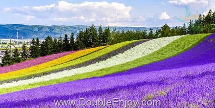 โปรแกรมทัวร์ญี่ปุ่น HOKKAIDO อาซาฮิกาว่า ชิกิไซโนะ โอกะ ซัปโปโร 5 วัน 3 คืน (XJ)