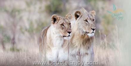 ทัวร์แอฟริกาใต้ แกรนด์ทัวร์ 9 วัน 6 คืน (EK)