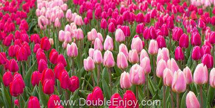 โปรแกรมทัวร์ยุโรป เยอรมัน เบลเยี่ยม เนเธอร์แลนด์ 8 วัน 5 คืน (DE)