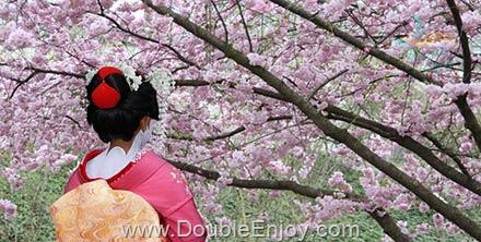 ทัวร์ญี่ปุ่น โตเกียว คาวาซุ ซากุระ 7 วัน 4 คืน (TG)