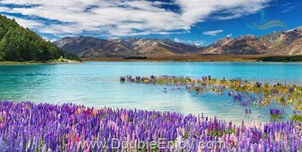 โปรแกรมทัวร์นิวซีแลนด์ เกาะเหนือ + เกาะใต้ 9 วัน 7 คืน (TG + บินภายใน)