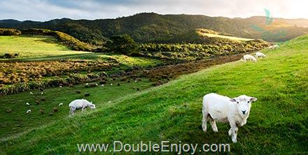 โปรแกรมทัวร์นิวซีแลนด์ เกาะใต้ ควีนส์ทาวน์ อะคารัว 6 วัน 4 คืน (QF)