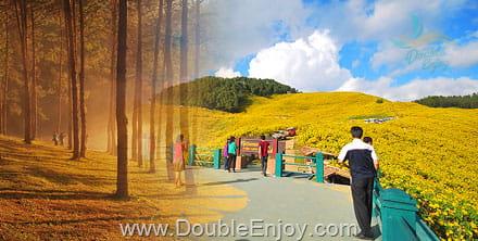 Camping ทุ่งบัวตอง ปางอุ๋ง ปาย จ.แม่ฮ่องสอน [พักเต็นท์] 4 วัน 2 คืน (Van)