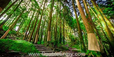 โปรแกรมทัวร์ไต้หวัน ไทจง ไทเป เจียอี้ OTHERWORLD ล่องเรือสุริยันจันทรา (ชมดอกไม้) 5 วัน 3 คืน (BR)