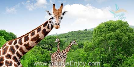 ทัวร์แอฟริกาใต้ ซันซิตี้ โจฮันเนสเบิร์ก พรีทอเรีย เคปทาวน์ 8 วัน 5 คืน (ET)