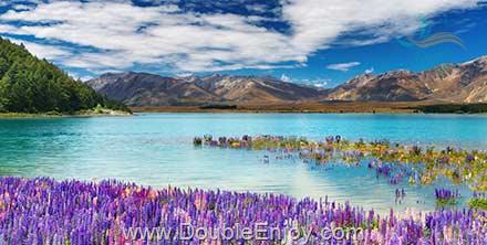 โปรแกรมทัวร์นิวซีแลนด์ เกาะใต้ ไคร้สเชิร์ช นั่งรถไฟสายโรแมนติกทรานซ์อัลไพน์ 7 วัน 5 คืน (TG)