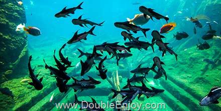 โปรแกรมทัวร์มาเก๊า Happiness มาเก๊า จูไห่ Chimelong Ocean 3 วัน 2 คืน (NX)