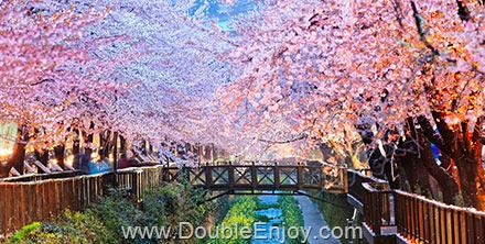 โปรแกรมทัวร์เกาหลี ปูซาน ชมซากุระบาน 5 วัน 3 คืน (TW)