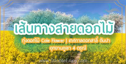 ทัวร์จีน เส้นทางสายดอกไม้ ทุ่งดอก Cole Flowers เทศกาลดอกสาลี่ ตันปา อุทยานภูเขาสี่ดรุณี 6 วัน 5 คืน (TG) [ไม่เข้าร้านรัฐบาล]