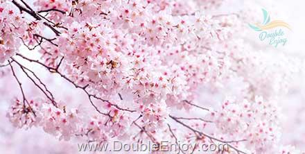 โปรแกรมทัวร์เกาหลี KOREA BLOSSOM BLOOM 5 วัน 3 คืน (XJ)
