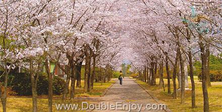 โปรแกรมทัวร์เกาหลี KOREA CHERRY BLOSSOM 5 วัน 3 คืน (XJ)