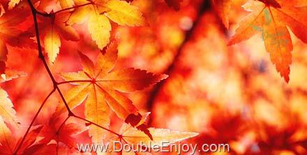 ทัวร์ญี่ปุ่น คัลเลอร์ฟูล ฟุกุชิมะ โตเกียว [ชมใบไม้เปลี่ยนสี] 7 วัน 4 คืน (TG)