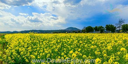 ทัวร์เฉินตู ภูเขาสี่ดรุณี ตันปา จินชวน เทศกาลดอกสาลี่ + ทุ่งดอกน้ำมัน + ดอกท้อ [ไม่เข้าร้านรัฐบาล] 6 วัน 3 คืน (8L)