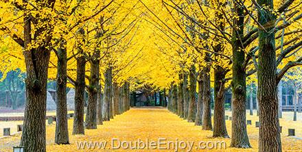 โปรแกรมทัวร์เกาหลี เกาะนามิ ชมซากุระเมืองซกโช สวนสนุกเอเวอร์แลนด์ 5 วัน 3 คืน (OZ)