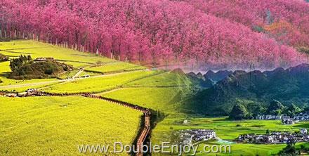 ทัวร์คุนหมิง หุบเขาซากุระหมื่นลี้ ทุ่งดอกมัสตาร์ด หลอผิง ซิงยี่ 6 วัน 5 คืน (TG)
