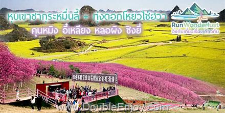 ทัวร์คุนหมิง อี๋เหลียง หลอผิง ซิงยี่ - หุบเขาซากุระหมื่นลี้ ทุ่งดอกมัสตาร์ด 6 วัน 5 คืน (TG) [RunWanderlust : วิ่งกับเที่ยวเรื่องเดียวกัน]