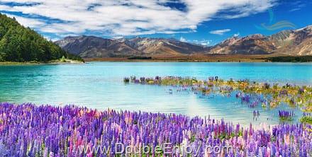 นิวซีแลนด์